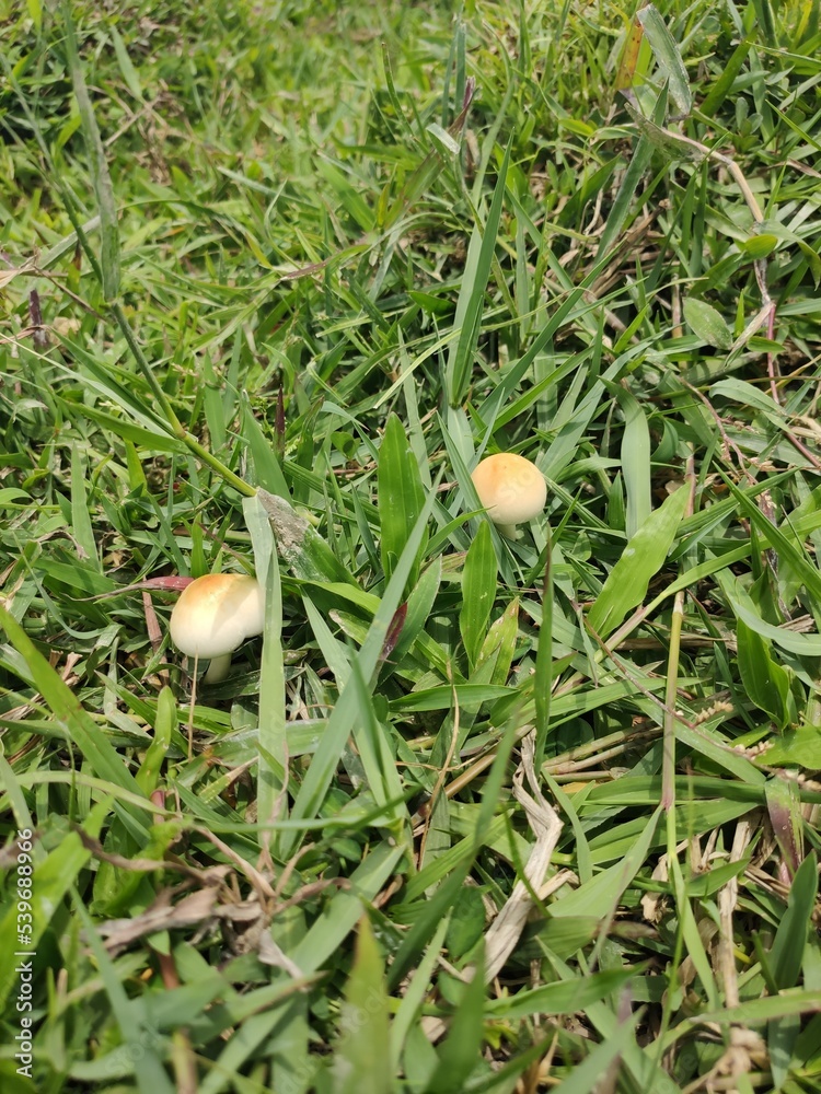 Psilocybe Cubensis Dont Miss Out How To Grow Magic Mushrooms Now - b5594yg