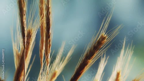 the spikes of golden wheat in the wind at harvest time. close up