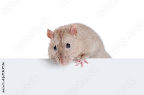 Close-up portrait of a rat with a blank board