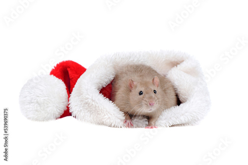 Front view picture of a rat hiding in the Santa hat