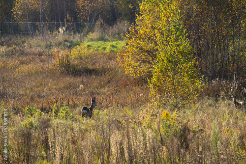 Fototapeta Naklejka Na Ścianę i Meble -  Autumn landscape in the Kraków-Częstochowa Jura