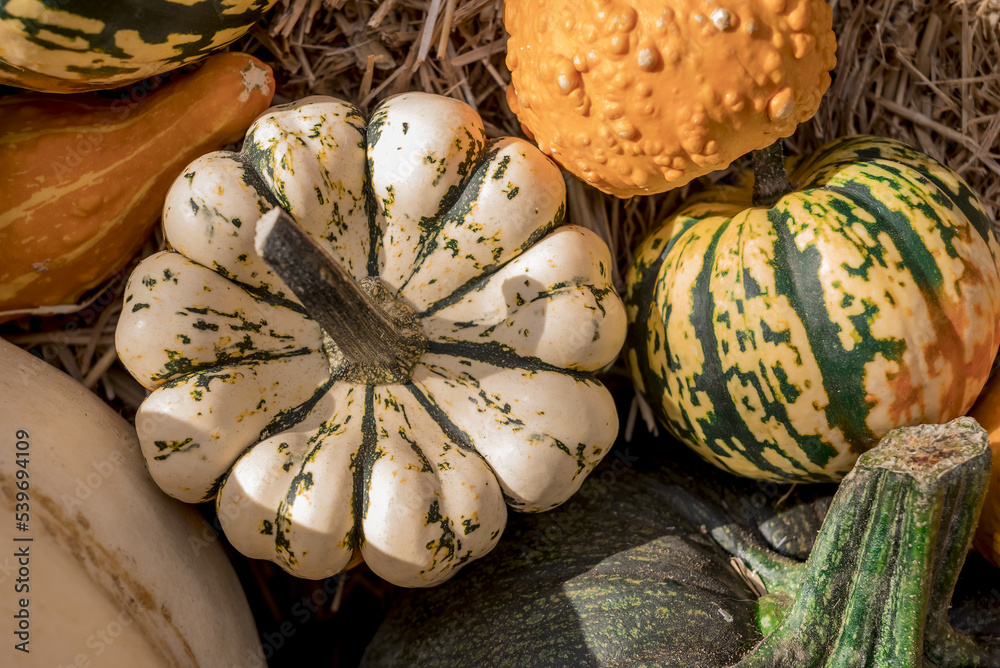 Colourful assortment of pumpkins, squashes and gourds