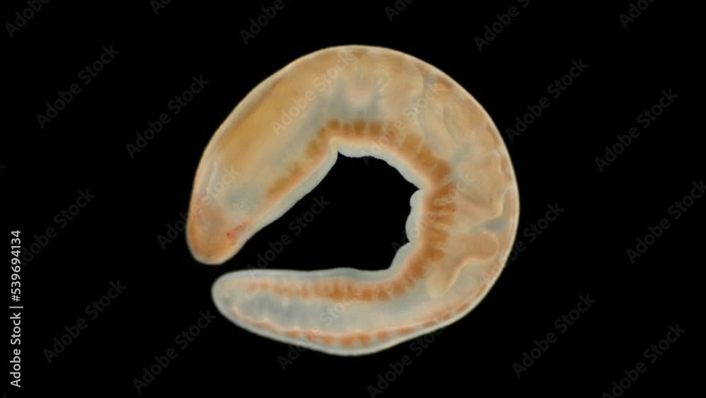 Worm Arctostemma arcticum under the microscope, phylum Nemertea, order ...