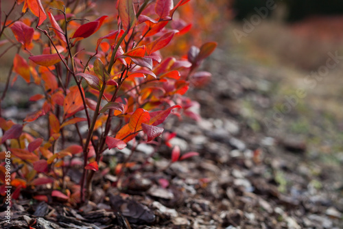 Blueberry plants - fruit plantation - rows of high bushes with red leaves in autumn. Vaccinium corymbosum, the northern highbush blueberry.