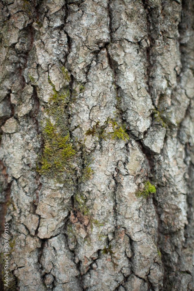 Tree bark macro. Shooting wood in detail. Natural background. Tree bark macro. Shooting wood in detail. Natural background.