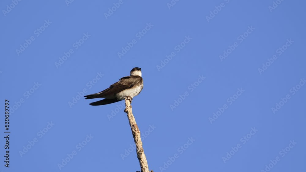 Brown-Chested Martin (Progne Tapera) Takes flight off sparse branch against blue sky Brown-Chested Martin (Progne Tapera) Takes flight off sparse branch against blue sky