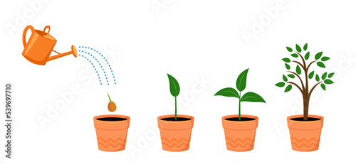 Watering can with plant. Tree growth Stages with green leaf, nature plant.