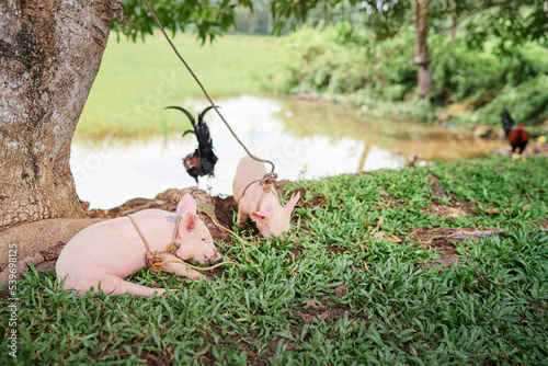 Newborn piglet on green grass on a farm. photo