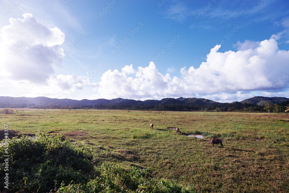 Landscape with blue sky and bulls  grazing on the green field.