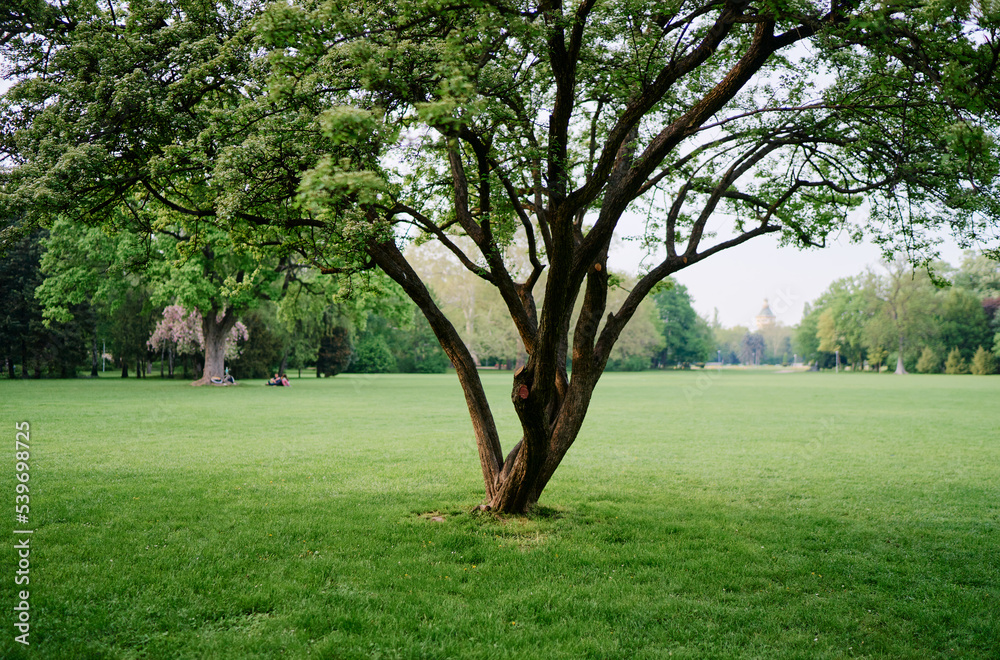 Landscape with green trees and grass field. Landscape with green trees and grass field.