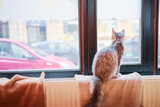 Cat is sitting at home looking at the window