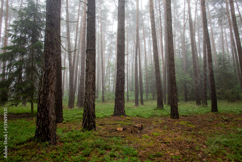 A misty day in woods in the summer in Germany