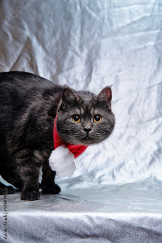 Fototapeta Naklejka Na Ścianę i Meble -  Santa cat. Cute black kitty cat at red scarf.