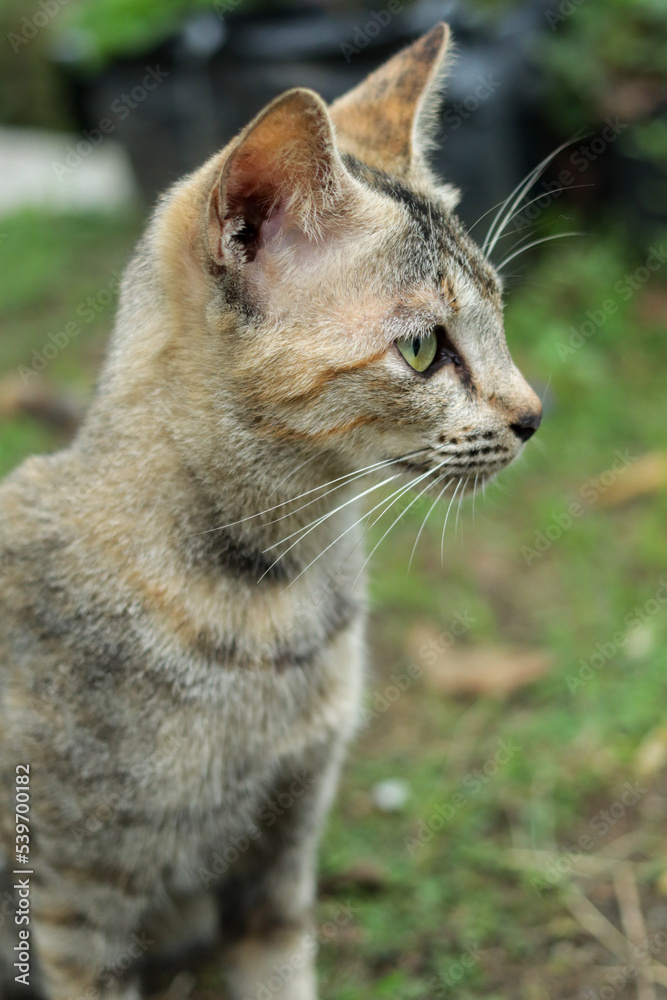 Cute brown stray kitten Cute brown stray kitten