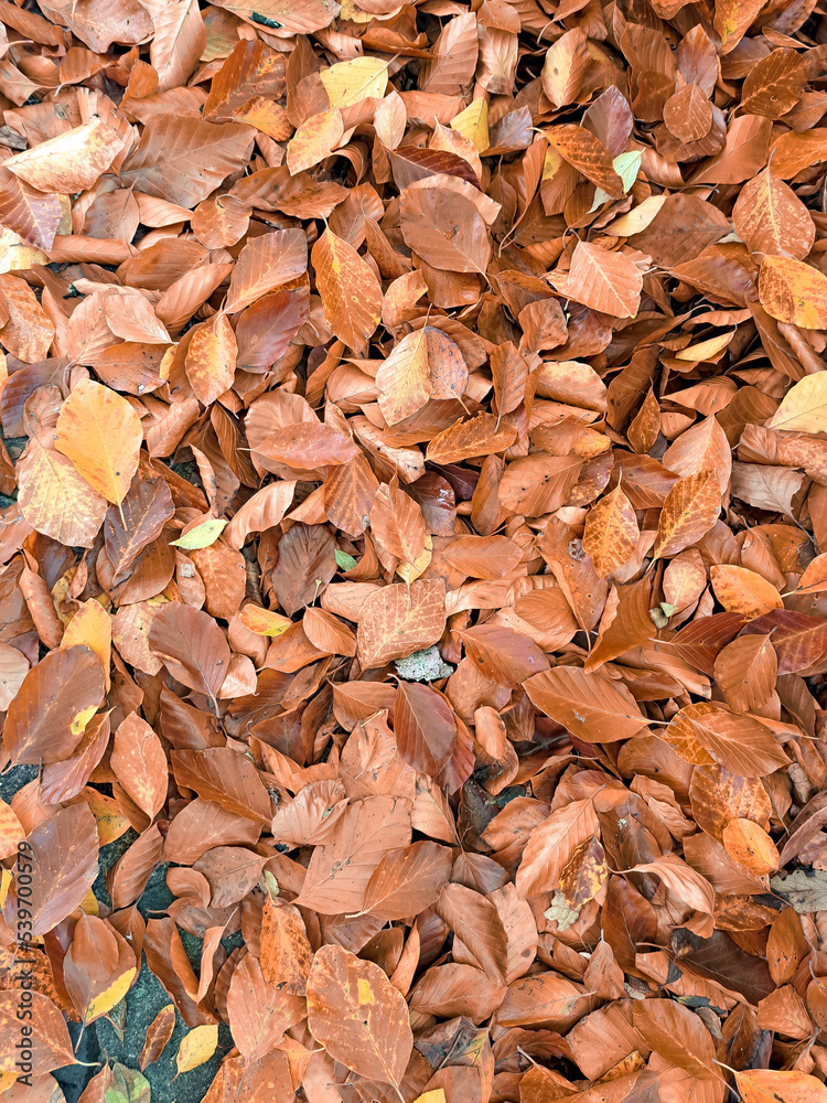 Orange autumn leaves on the London streets, fall season Orange autumn leaves on the London streets, fall season