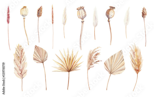 Hand painted watercolor dry palm leaves, pampas grass and poppies on white background. Watercolor illustration. Dry boho flowers and leaves clipart isolated