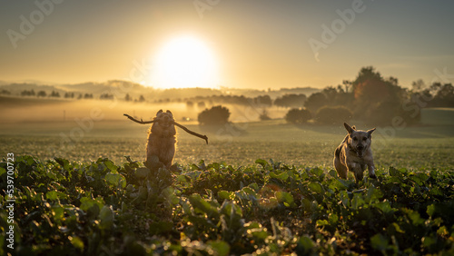 best dog friends runnig through the field at sunrise photo