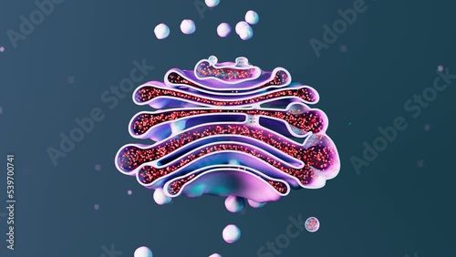 Golgi apparatus 3d animation. Isolated cell organelle. Biology, science photo
