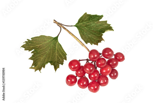 Viburnum berries on a white background