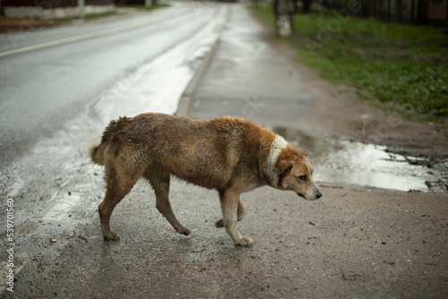 Foto Angry dog on street. Homeless dog on road. Pet without owner.