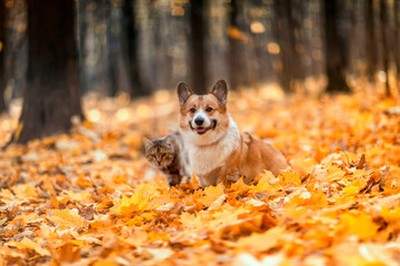 cute corgi dog and striped cat walk among golden fallen leaves in the autumn garden