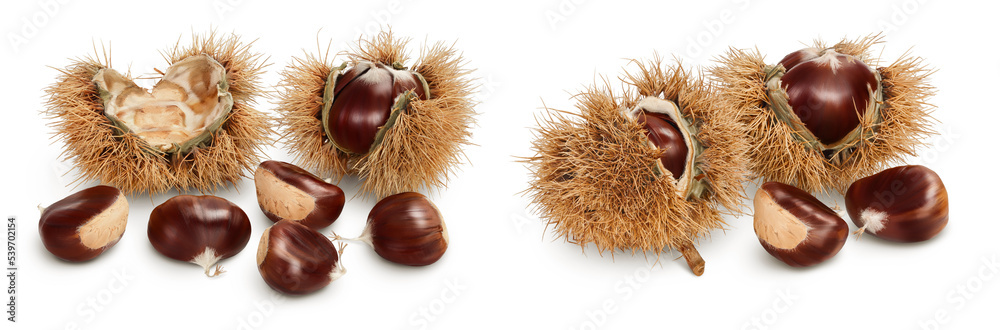 opened sweet chestnut in its spiky husk isolated on white opened sweet chestnut in its spiky husk isolated on white