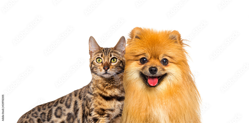 Brown bengal cat and Red Pomeranian dog panting with happy expression together on blue background, banner framed looking at the camera Brown bengal cat and Red Pomeranian dog panting with happy expression together on blue background, banner framed looking at the camera
