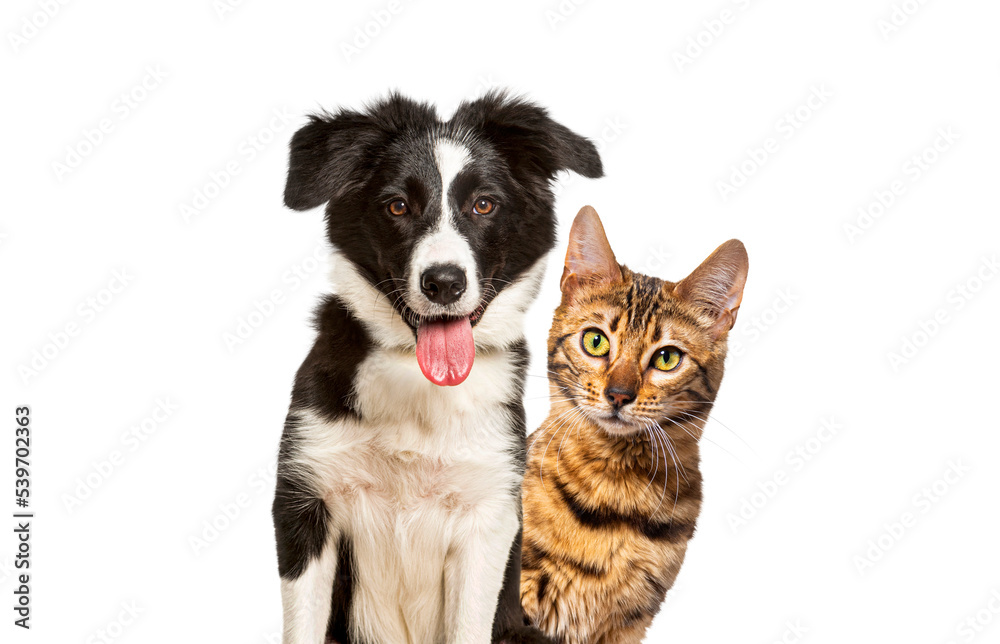 Brown bengal cat and a border collie dog with happy expression together on blue background, looking at the camera