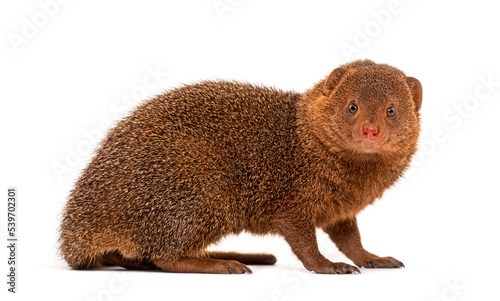 Ethiopian dwarf mongoose, Helogale hirtula, isolated on white photo