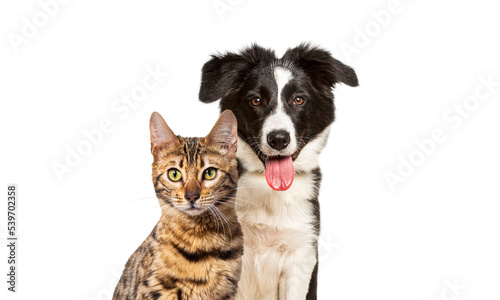 Brown bengal cat and a border collie dog with happy expression together on blue background, looking at the camera