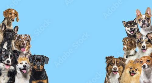 Two large groups of dogs looking in all directions on blue background