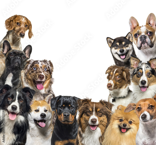 Large group of happy dogs looking at the camera  isolated on white