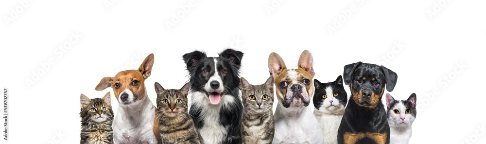Large group of cats and dogs looking at the camera isolated on white Large group of cats and dogs looking at the camera isolated on white
