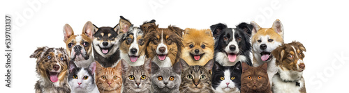 Large group of cats and dogs looking at the camera, banner isolated on white
