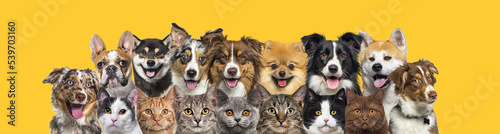Fototapeta Naklejka Na Ścianę i Meble -  Several cats and dogs head shot, looking at the camera in a row on yellow