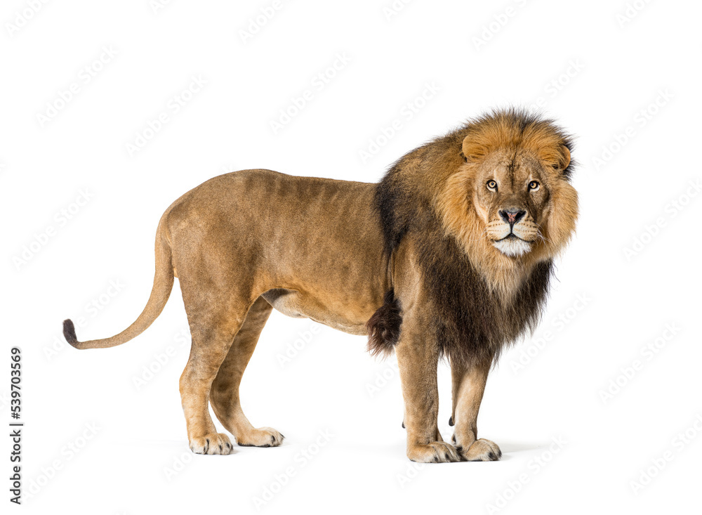 Side view of a male lion looking back, isolated on white