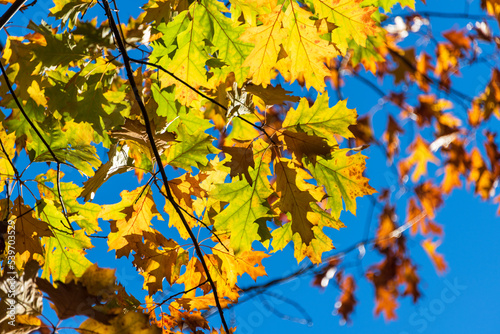 Bunte Blätter eines Baumes in herbstlichem Sonnenlicht vor blauem Himmel