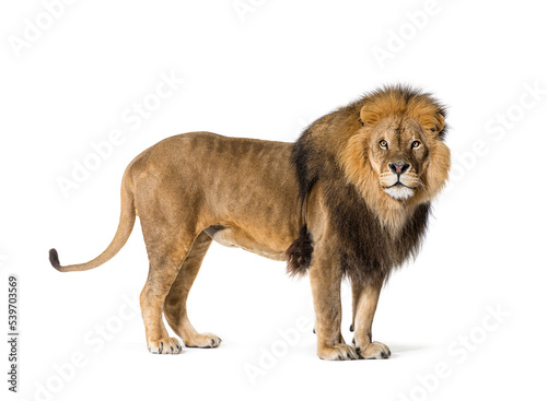 Fototapeta Naklejka Na Ścianę i Meble -  Side view of a male lion looking back, isolated on white