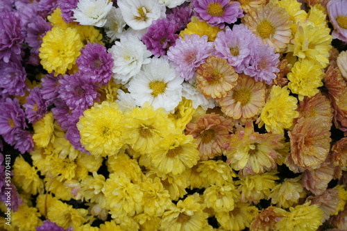 a bouquet of bushy multi-flowered chrysanthemums. Autumn blooming flowers.