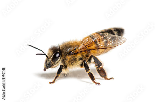 Side view of a Honing bee, apis mellifera,  isolated on white