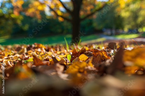 Herbstliche Impressionen im Kieler Werftpark im Sonnenlicht