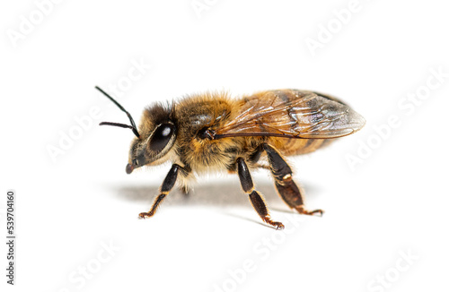 Side view of a Honing bee, apis mellifera,  isolated on white
