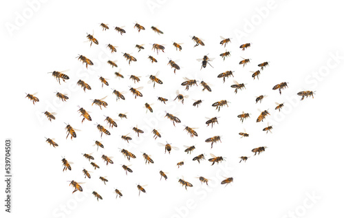 swarm of bees in flight isolated on white background photo