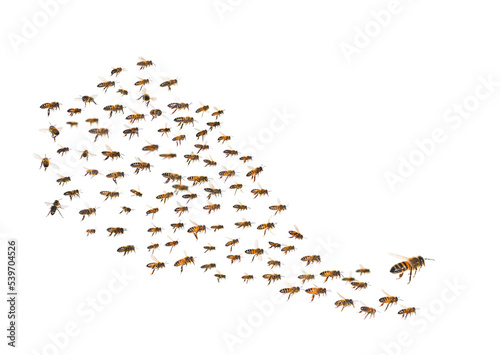 swarm of bees in flight isolated on white background Fototapet