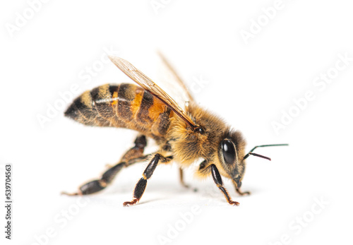 Side view of a Honing bee isolated on white © Eric Isselée