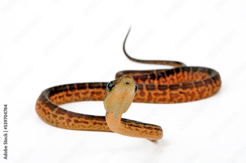 Fototapeta premium Hispaniolan boa // Haiti-Boa (Chilabothrus striatus)