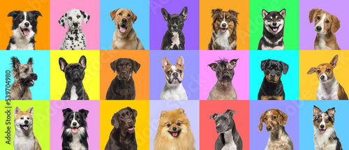 Fototapeta Naklejka Na Ścianę i Meble -  Collage of multiple dogs head portrait photos on a multicolored background of a multitude of different bright colors.