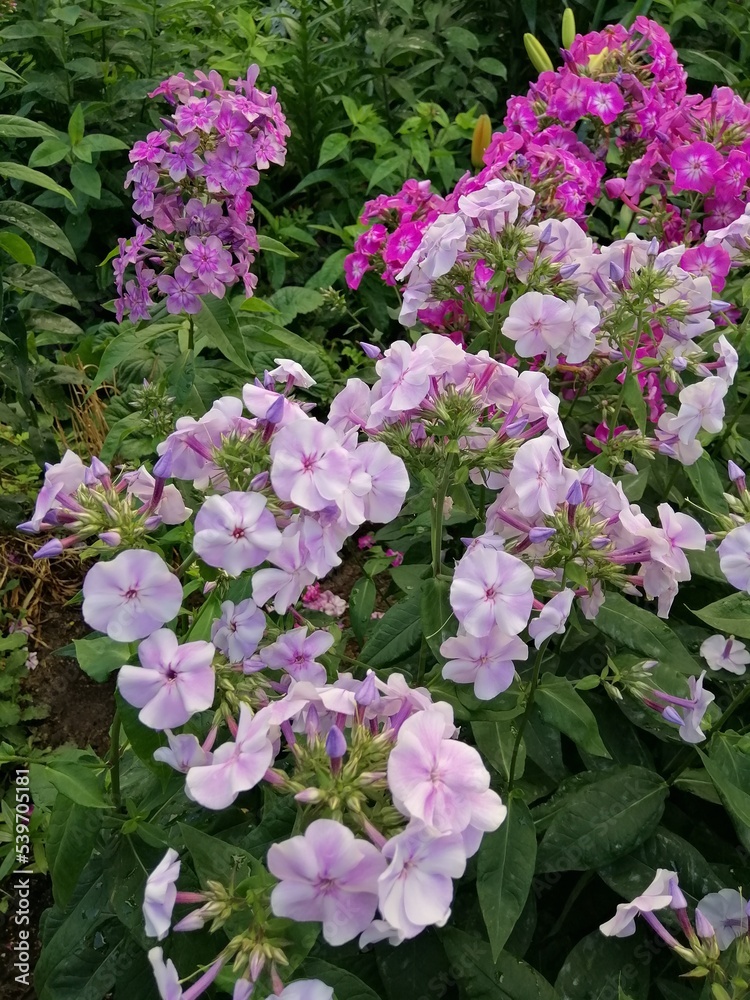 floral background with bright pink and purple blooming phlox flowers in the garden on a sunny summer day. Floral Wallpaper floral background with bright pink and purple blooming phlox flowers in the garden on a sunny summer day. Floral Wallpaper