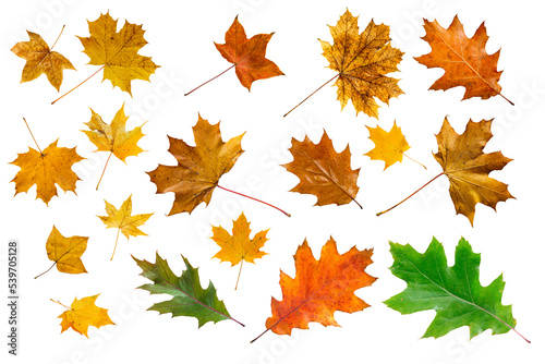 Set of colorful maple leaves on white.