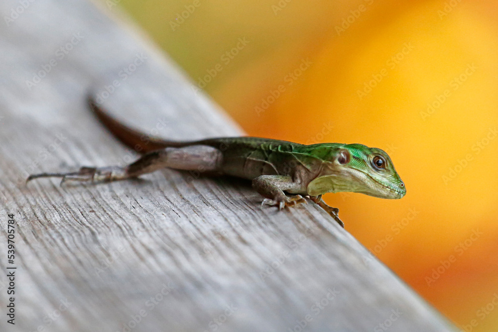 Fototapeta premium Juvenile Black Iguana on wooden deck, Guanaja Island, Honduras